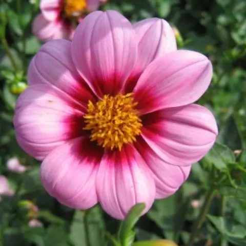 Varieties of dahlias with photos and descriptions