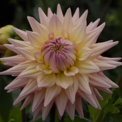 Varieties of dahlias with photos and descriptions