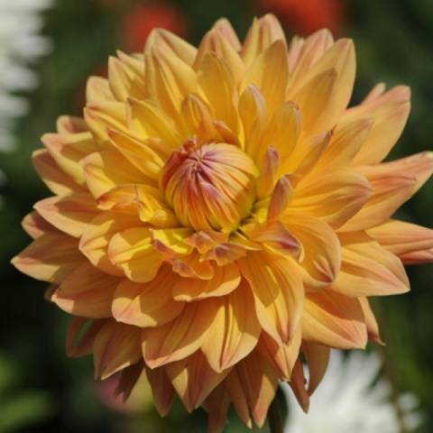 Varieties of dahlias with photos and descriptions