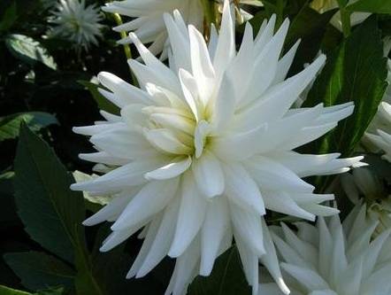 Varieties of dahlias with photos and descriptions