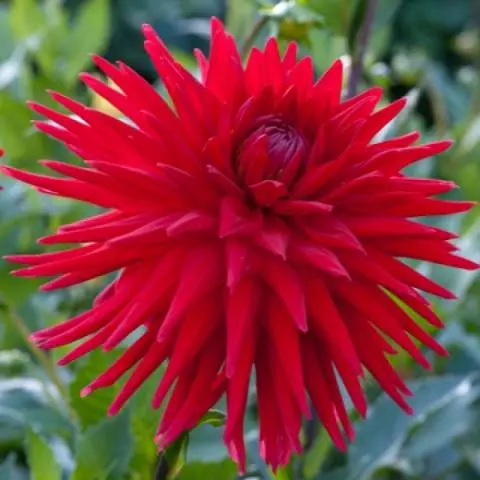 Varieties of dahlias with photos and descriptions