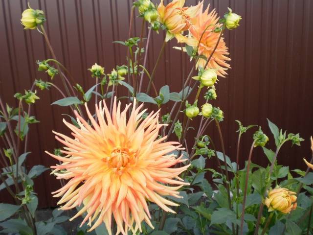 Varieties of dahlias with photos and descriptions