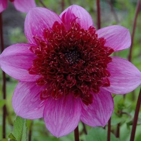 Varieties of dahlias with photos and descriptions