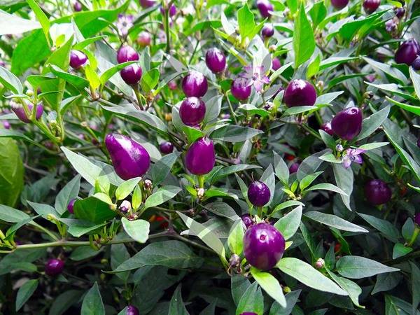 Varieties of decorative pepper