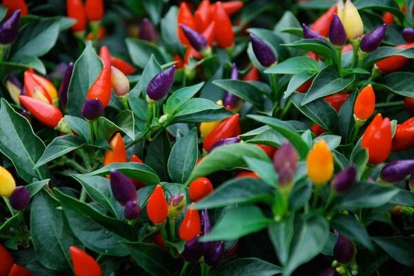 Varieties of decorative pepper