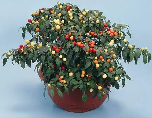 Varieties of decorative pepper