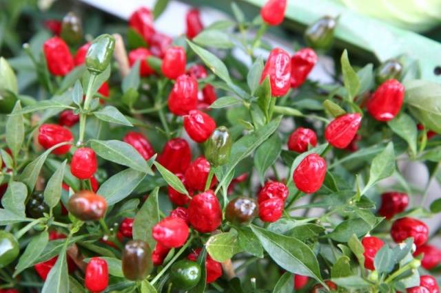 Varieties of decorative pepper