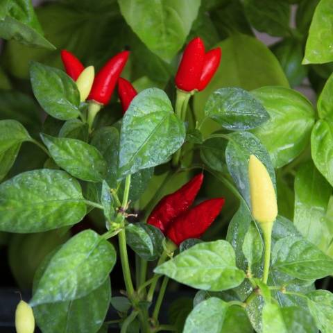 Varieties of decorative pepper