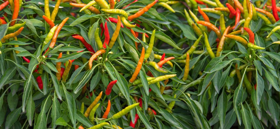 Varieties of decorative pepper