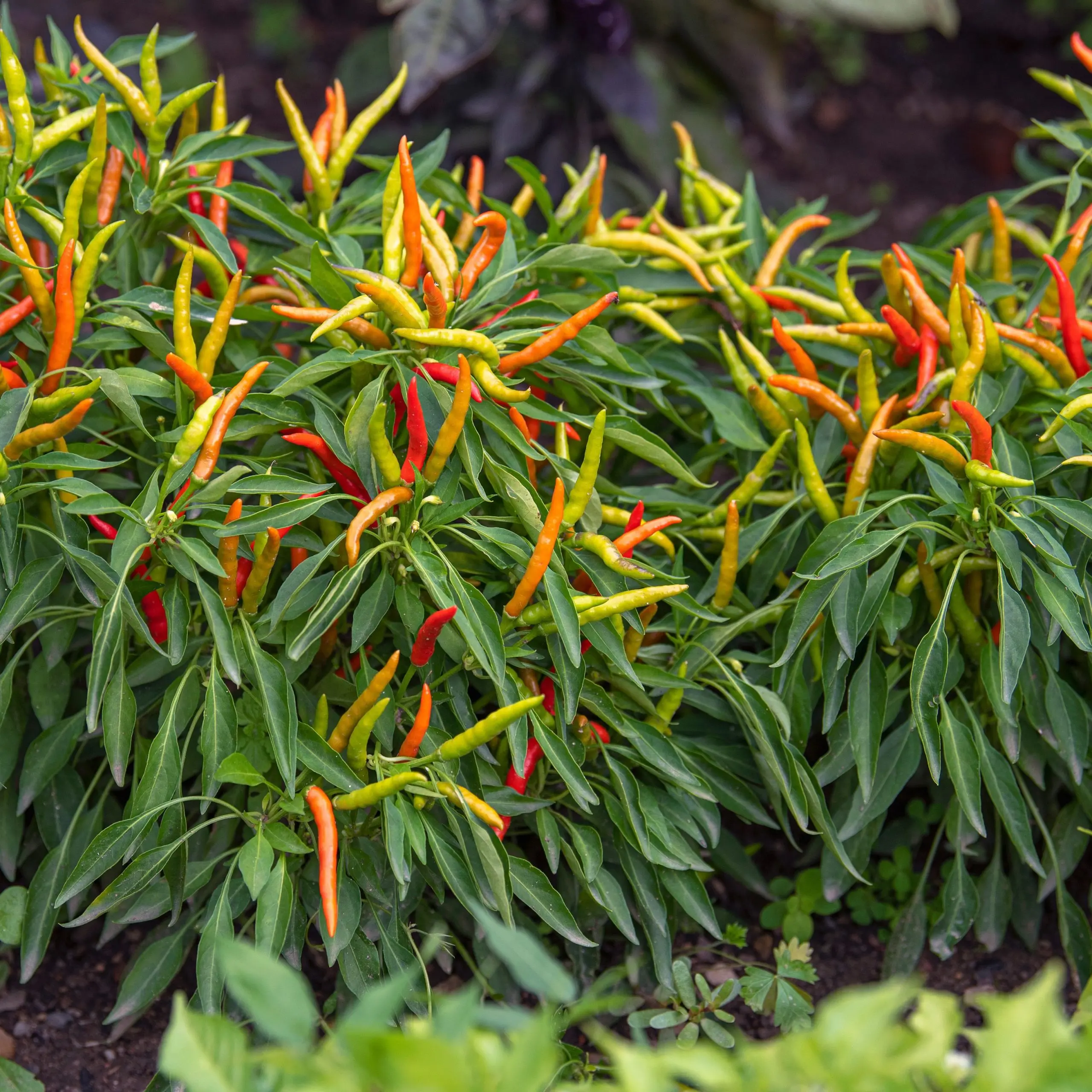 Varieties of decorative pepper