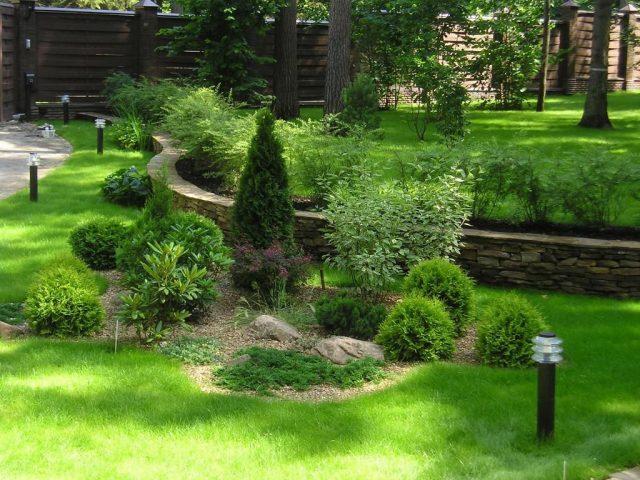 Varieties of dwarf pines