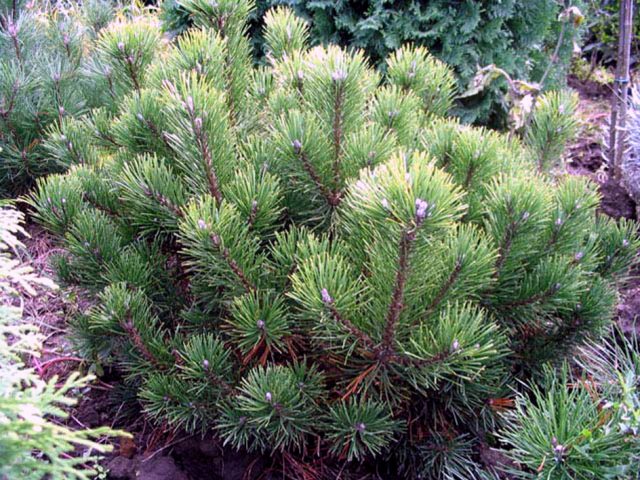 Varieties of dwarf pines