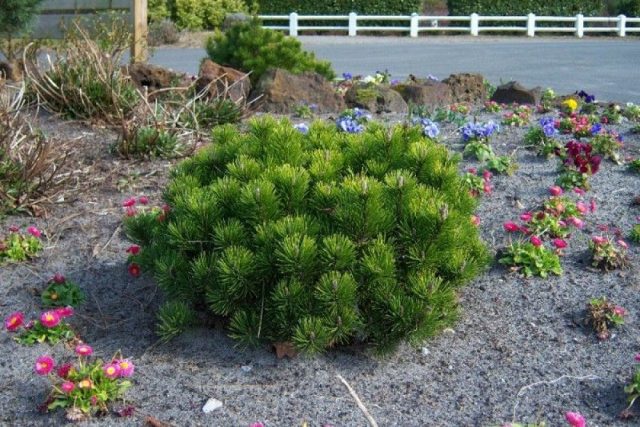 Varieties of dwarf pines