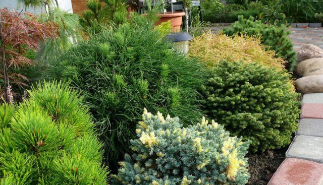 Varieties of dwarf pines