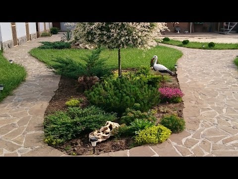 Varieties of dwarf pines