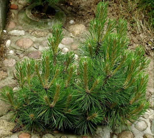 Varieties of dwarf pines