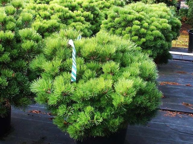 Varieties of dwarf pines