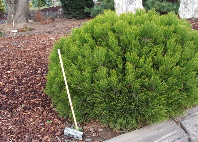 Varieties of dwarf pines