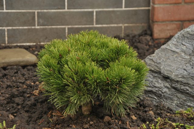 Varieties of dwarf pines