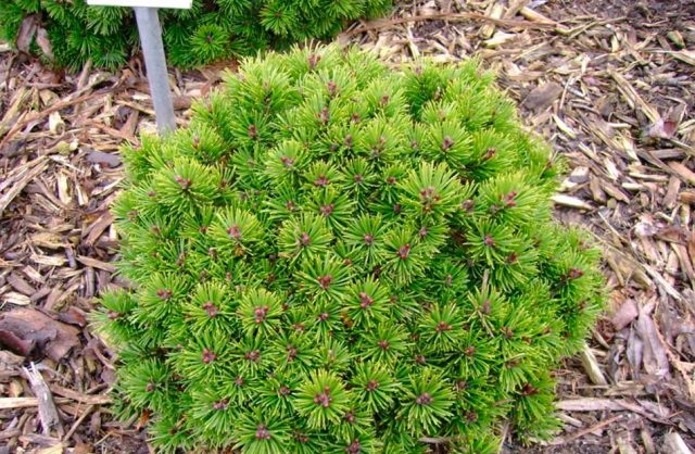 Varieties of dwarf pines