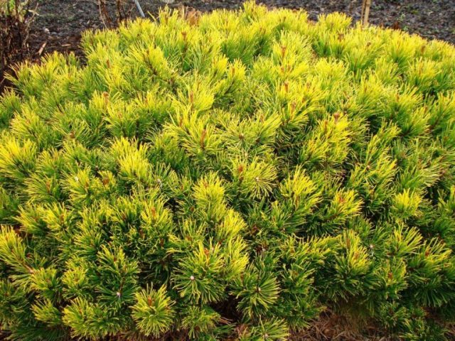 Varieties of dwarf pines