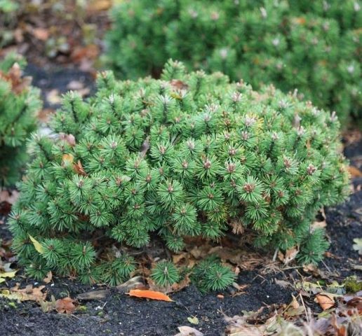 Varieties of dwarf pines