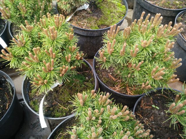 Varieties of dwarf pines