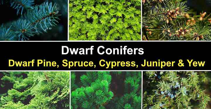 Varieties of dwarf pines