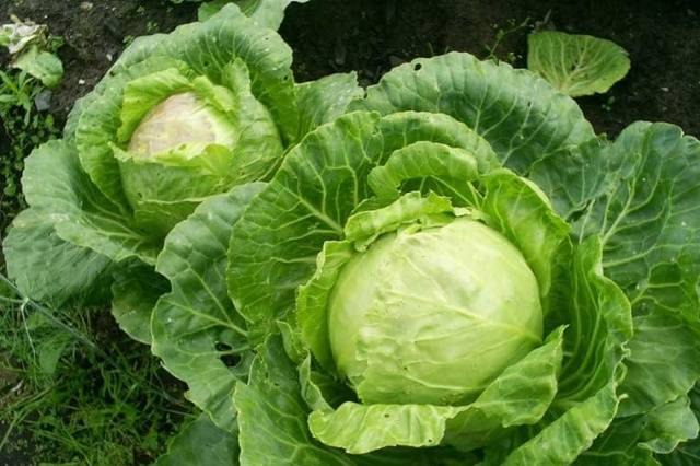 Varieties of early and ultra-early white cabbage