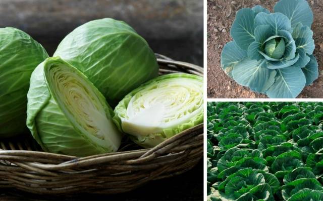 Varieties of early and ultra-early white cabbage