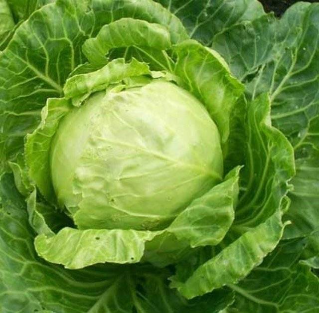 Varieties of early and ultra-early white cabbage