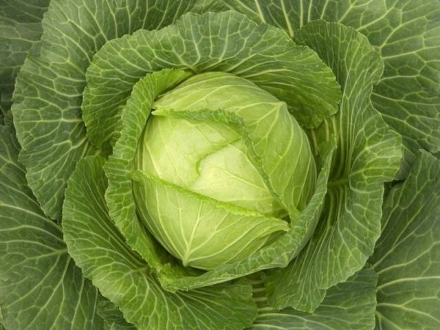 Varieties of early and ultra-early white cabbage