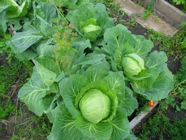 Varieties of early and ultra-early white cabbage