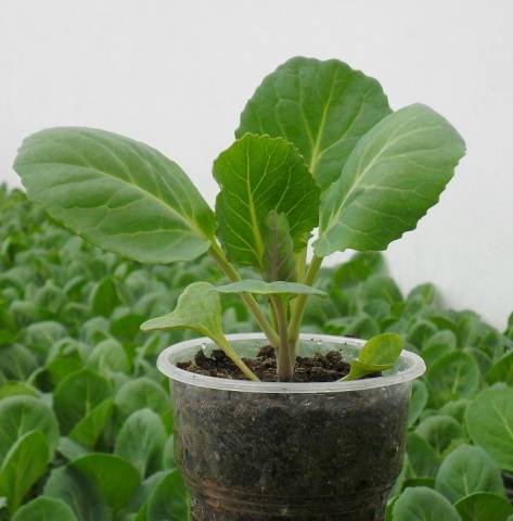 Varieties of early and ultra-early white cabbage