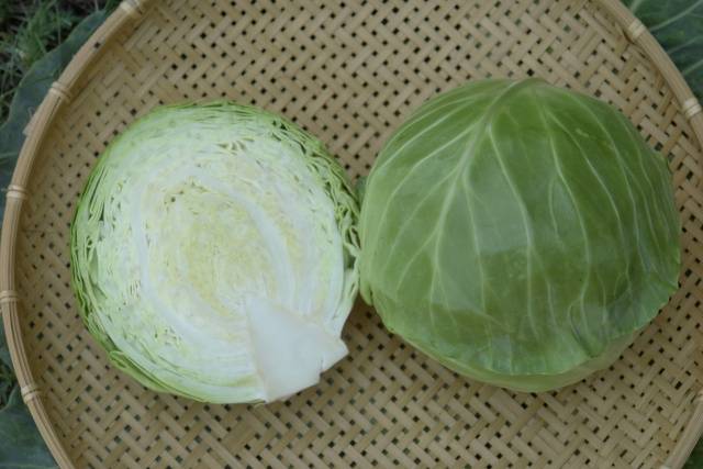 Varieties of early and ultra-early white cabbage