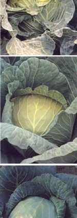 Varieties of early and ultra-early white cabbage