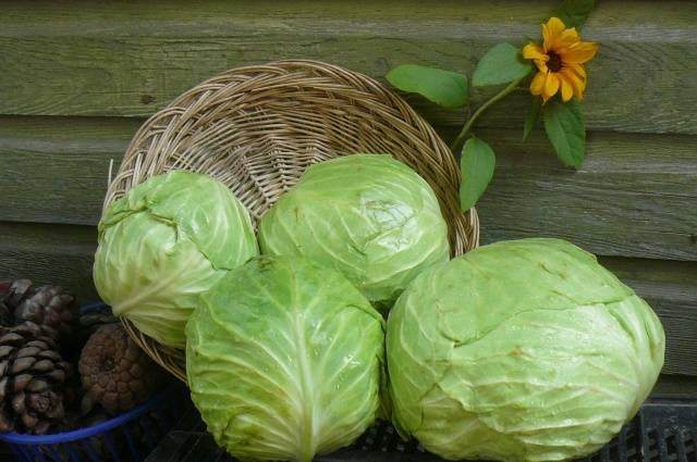 Varieties of early and ultra-early white cabbage