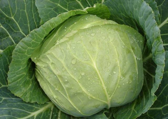 Varieties of early and ultra-early white cabbage