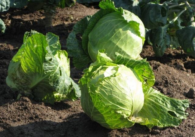 Varieties of early and ultra-early white cabbage