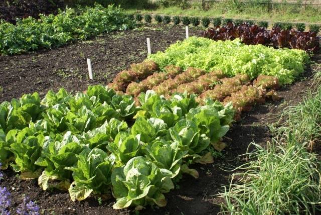 Varieties of early and ultra-early white cabbage