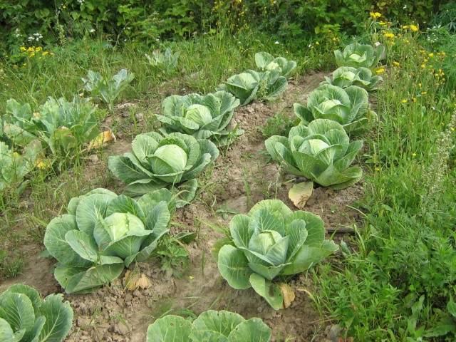 Varieties of early and ultra-early white cabbage