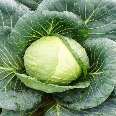 Varieties of early and ultra-early white cabbage