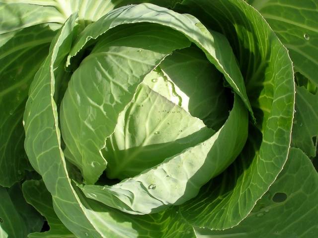 Varieties of early and ultra-early white cabbage