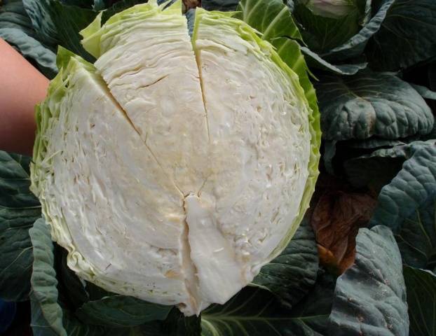 Varieties of early and ultra-early white cabbage