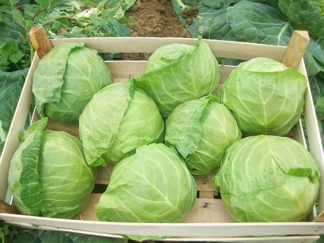 Varieties of early and ultra-early white cabbage