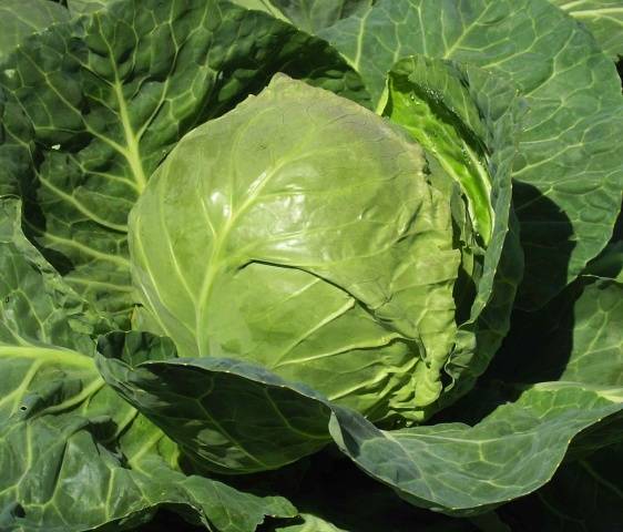 Varieties of early and ultra-early white cabbage