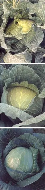 Varieties of early and ultra-early white cabbage