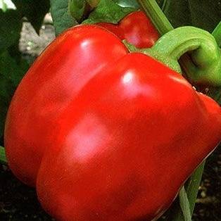 Varieties of early sweet thick-walled pepper for Siberia