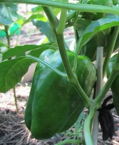 Varieties of early sweet thick-walled pepper for Siberia