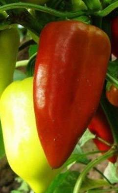 Varieties of early sweet thick-walled pepper for Siberia